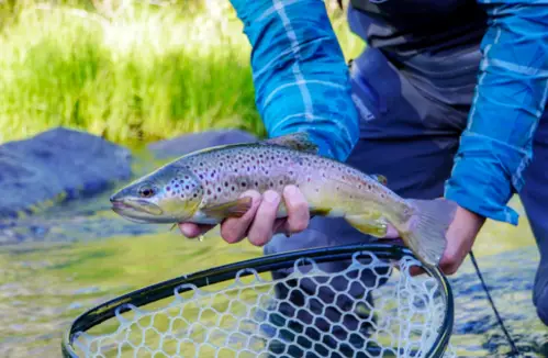 Fishing near by